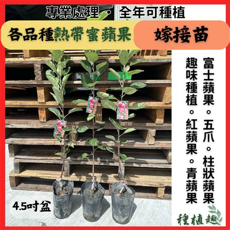 柱狀蘋果平地種植|【柱狀蘋果平地種植】種植柱狀蘋果的秘訣，打造夢幻柱狀蘋果平。